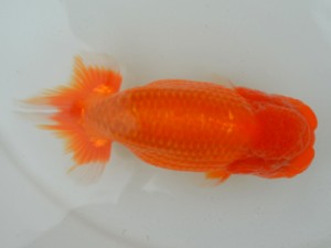 房総らんちう会　二歳会　4席　君塚一博