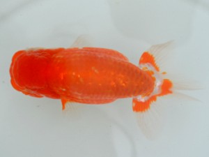 房総らんちう会　二歳会　5席　鈴木靖夫