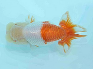 好鱗会　二歳会　一位　店網秀男