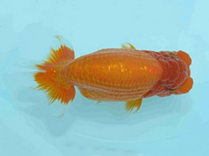 好鱗会　二歳会　二位　須田友一郎