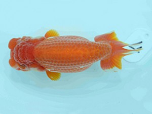 好鱗会　二歳会　四位　加納力一