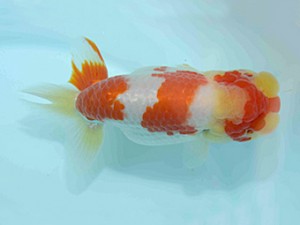 好鱗会　二歳会　五位　佐野　勝