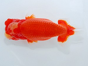 観魚会　二歳会　西大関　越後心刀流　齋藤一成　練馬区