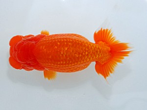 観魚会　二歳会　立行司　光　高地成弥　荒川