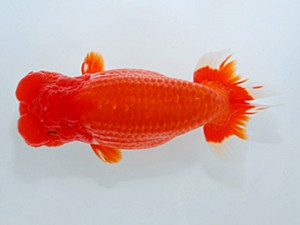 観魚会　二歳会　取締一　夢心観　篠　孝利　練馬区