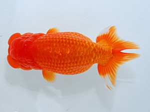 観魚会　二歳会　取締二　芳香　芳賀孝泰　横浜