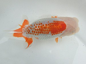 桑名愛錦会　二歳会　東大関　長久手　宇野正志