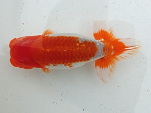 桑名愛錦会　二歳会　西大関　津島市　石丸満春