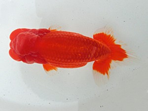 桑名愛錦会　二歳会　立行司　長久手　宇野正志