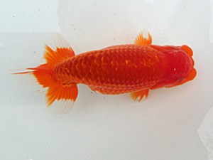 桑名愛錦会　二歳会　東取締　津島市　伊藤勝敏