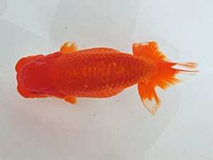 桑名愛錦会　二歳会　西取締　大治町　伊藤政美