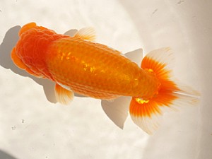 楽友らんちう会　二歳会　1位　大久保義彰