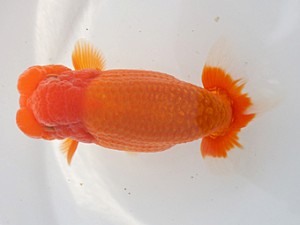 楽友らんちう会　二歳会　3位　森山禎紀