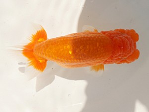 楽友らんちう会　二歳会　4位　山岡　仁