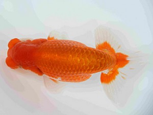 弐歳会　東大関　青木三吉