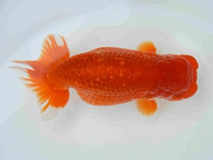 弐歳会　立行司　伊藤嘉男