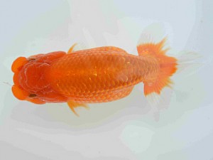 弐歳会　取締一　一戸勇三