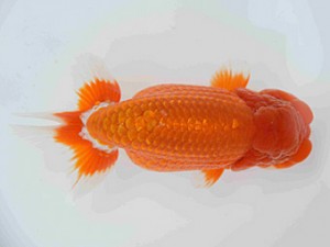 弐歳会　取締二　町田　伸