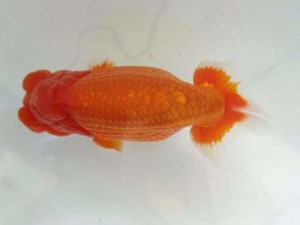 二歳会　東大関　鈴木和男 (浜松市)