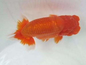 二歳会　西大関　鈴木和男 (浜松市)