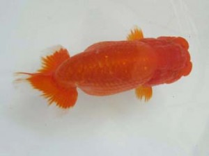 二歳会　東取締　鈴木敏宏 (浜松市)