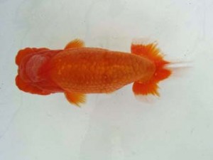 二歳会　西取締　鈴木和男 (浜松市)