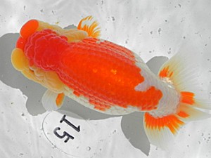 弐歳会　第一位　相馬健一