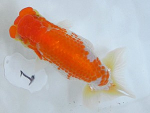 弐歳会　第二位　木下伸介