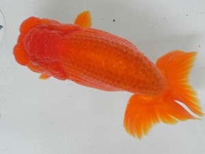 弐歳会　第三位　工藤賢一