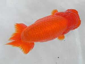 弐歳会　第五位　近江谷　潤