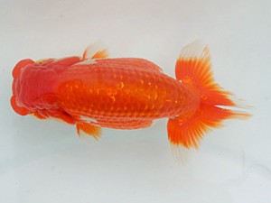 錦蘭会　春季品評大会　東大関　西賀一郎　豊中