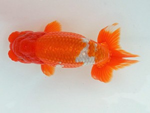 錦蘭会　春季品評大会　西大関　吉田隆志　北九州