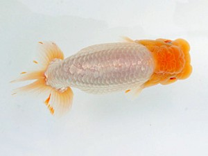 錦蘭会　春季品評大会　取締二　江副　誠　佐賀