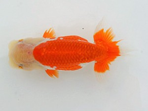 錦蘭会　春季品評大会　東大関　植松　啓　新宮