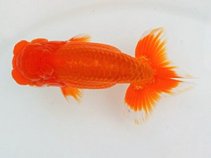 錦蘭会　春季品評大会　西大関　石橋厚二　尾鷲