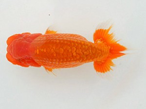 錦蘭会　春季品評大会　取締一　朝岡昌和　守口