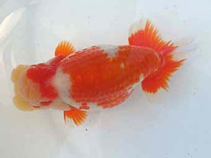 二歳会　東大関　松田　勝　仙台