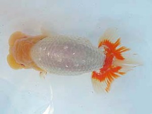 二歳会　西大関　松田　勝　仙台