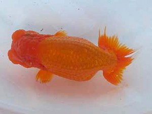 二歳会　立行司　黒はばき浩之　福島