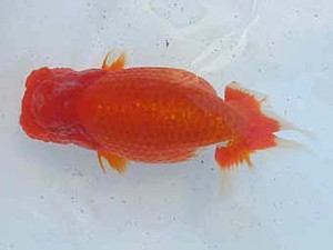 二歳会　取締一　大場晋二　仙台