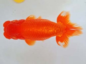 二歳会　西大関　山田芳人　清須