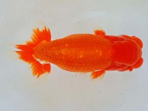 二歳会　立行司　西澤卓也　安城