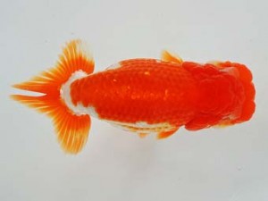 二歳会　東取締　近藤憲正　あま