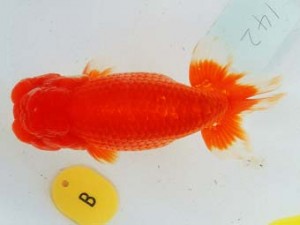 二歳会　西取締　野口　弘　半田