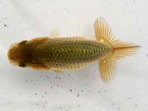 研究会　東大関　石丸満春