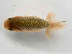 研究会　西大関　立松和三