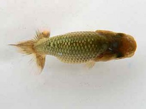 研究会　立行司　伊藤弘之