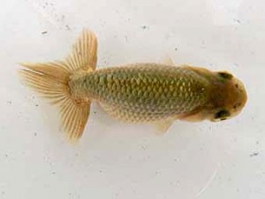 研究会　東取締　吉村昭治