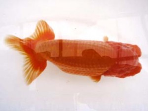 二歳会　西大関　植村　薫