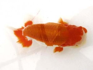 二歳会　立行司　海老忠雄